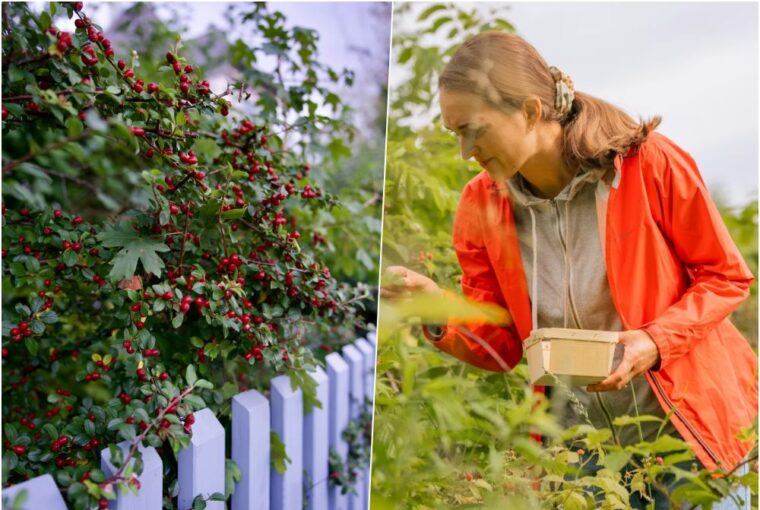 lehet hogy az adhd azert maradt fenn