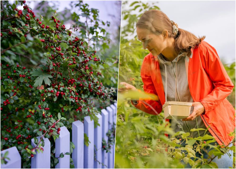 lehet hogy az adhd azert maradt fenn