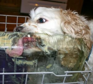 mosogatogep megszuletese