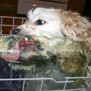 mosogatogep megszuletese