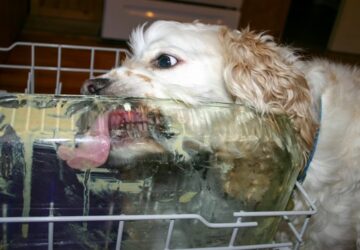 mosogatogep megszuletese