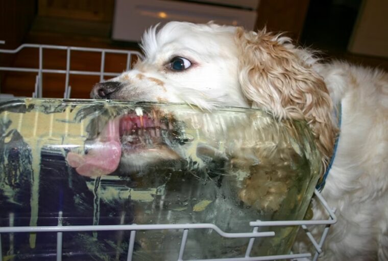 mosogatogep megszuletese