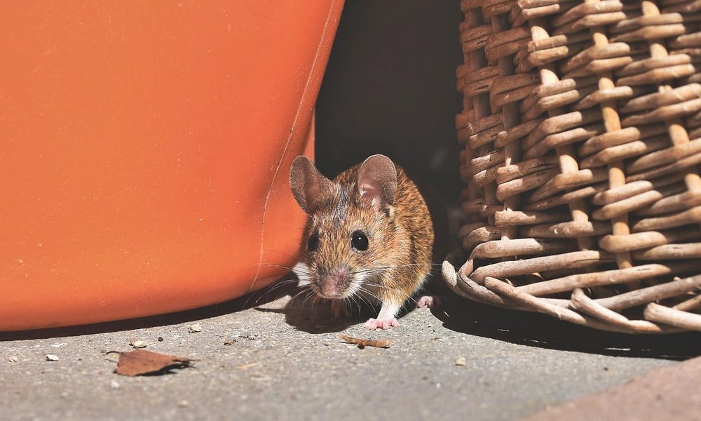 rovarok nem tunnek el 1 rovarok nem tunnek el 1