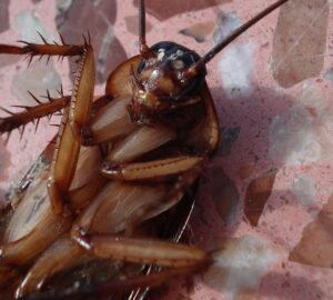 rovarok nem tunnek el