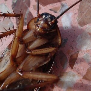 rovarok nem tunnek el