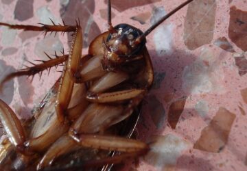 rovarok nem tunnek el