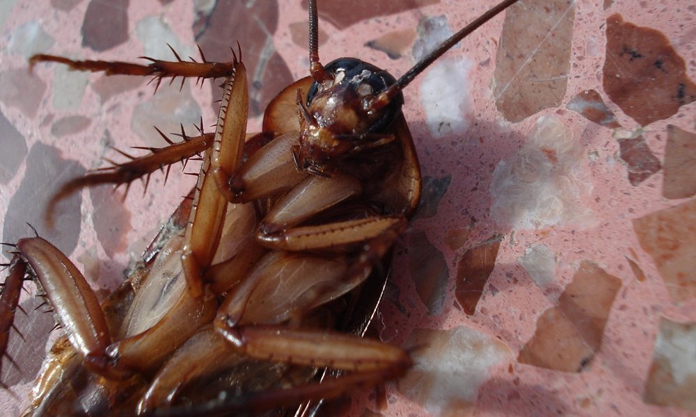 rovarok nem tunnek el