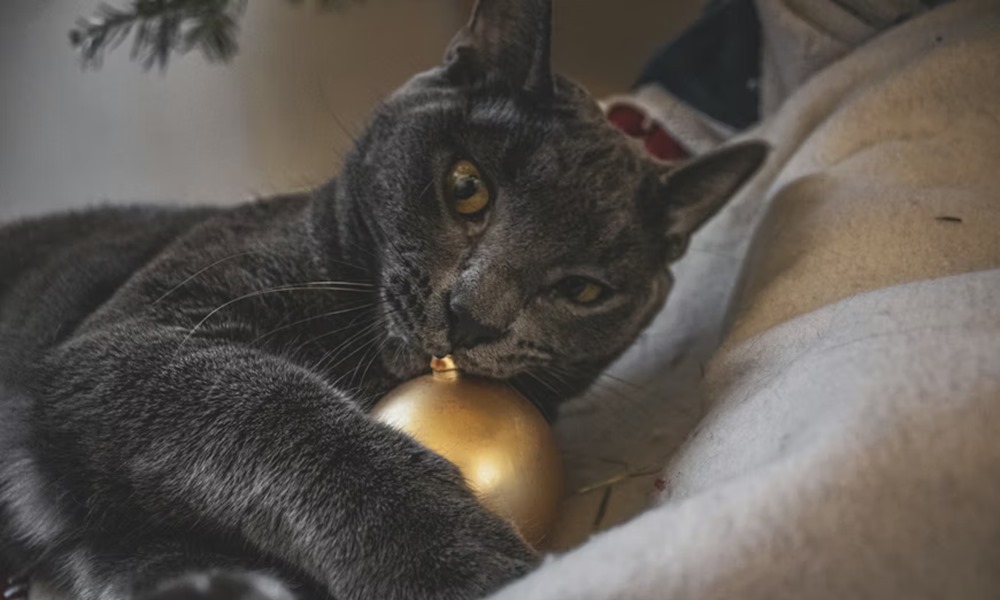 adventi lakasfrissites 3 adventi lakasfrissites 3