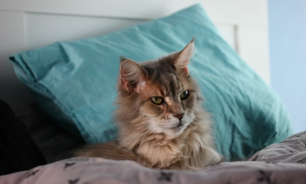 agyad titkos allatkertje 1