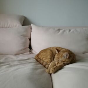 agyad titkos allatkertje