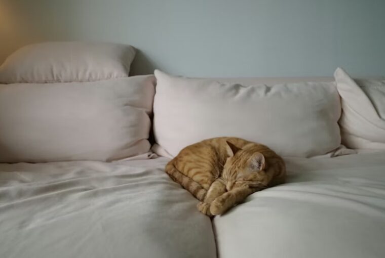 agyad titkos allatkertje