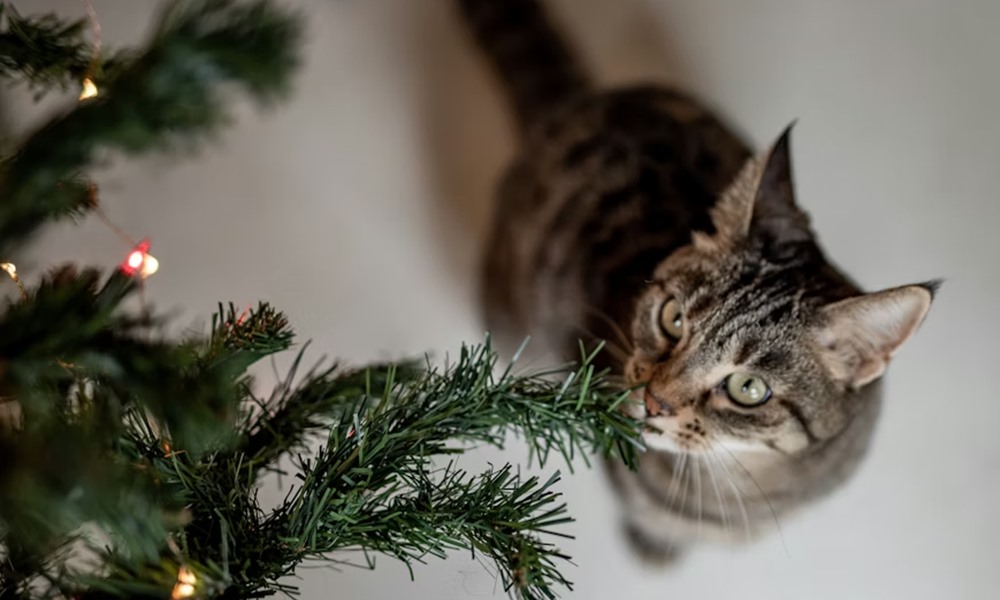 decemberi szagtalanito teszt 3