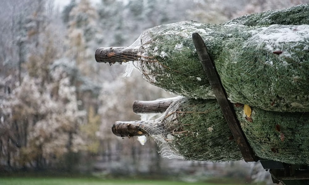 karacsonyfa amely eletre kelt 2