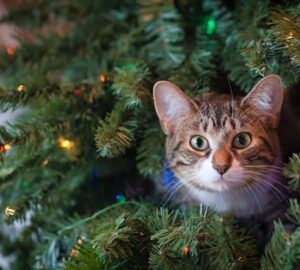 karacsonyfa amely eletre kelt