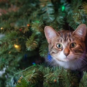 karacsonyfa amely eletre kelt