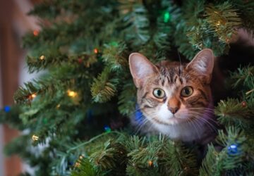 karacsonyfa amely eletre kelt