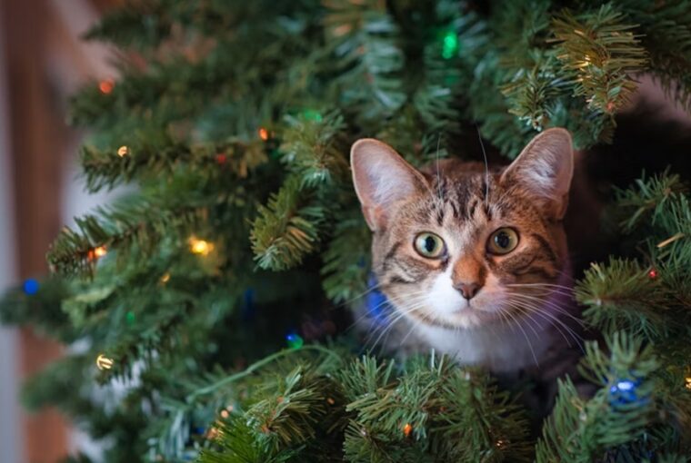 karacsonyfa amely eletre kelt