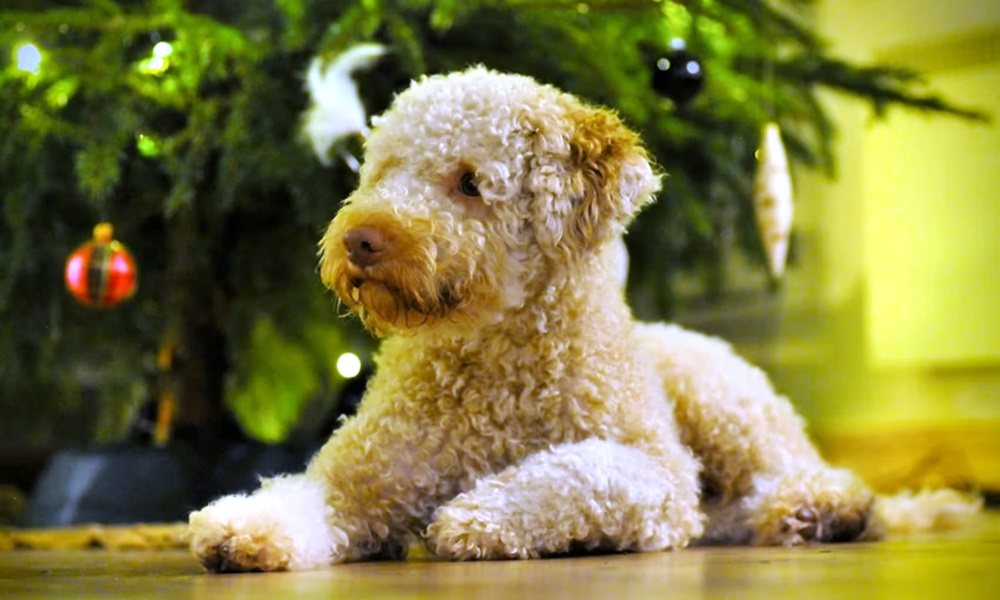 ket unnep kozott amikor vegre csend van a lakasban 4