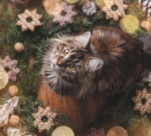 miert ragad ra minden disz a macskara 2 másolata