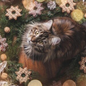 miert ragad ra minden disz a macskara 2 másolata