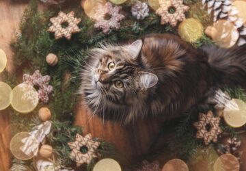 miert ragad ra minden disz a macskara 2 másolata