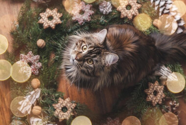 miert ragad ra minden disz a macskara 2 másolata