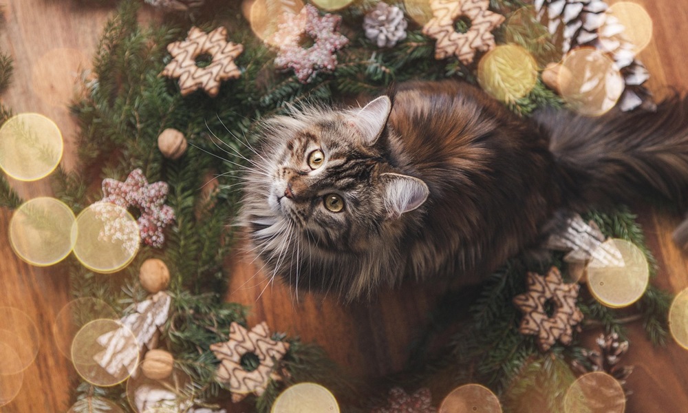 miert ragad ra minden disz a macskara 2 másolata