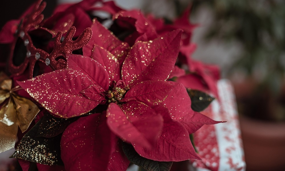 mikulasvirag veszelyes 1 mikulasvirag veszelyes 1