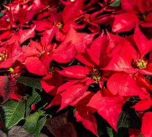 mikulasvirag veszelyes 2