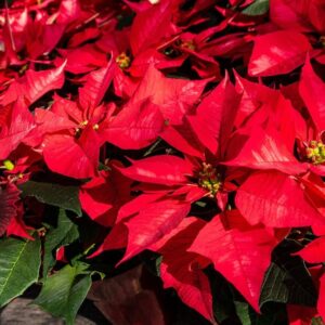 mikulasvirag veszelyes 2