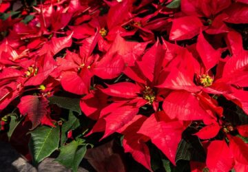 mikulasvirag veszelyes 2