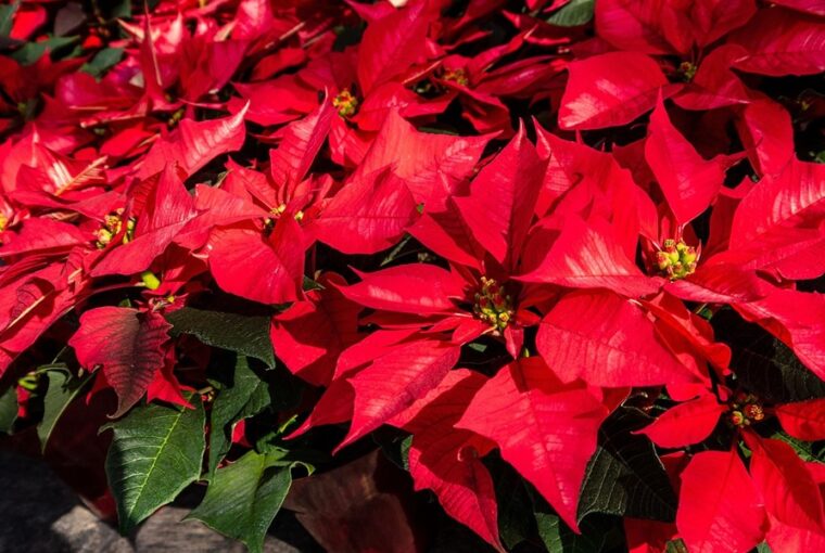 mikulasvirag veszelyes 2