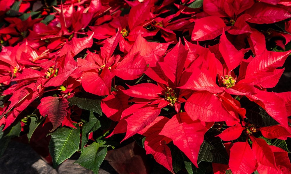 mikulasvirag veszelyes 2