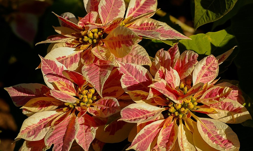 mikulasvirag veszelyes 3 mikulasvirag veszelyes 3