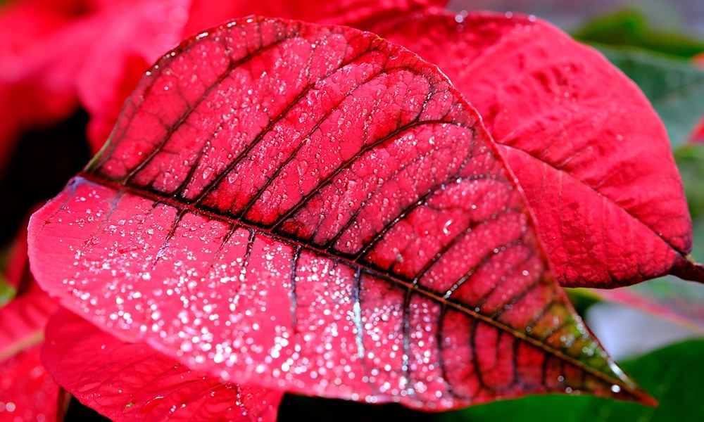 mikulasvirag veszelyes 4 mikulasvirag veszelyes 4