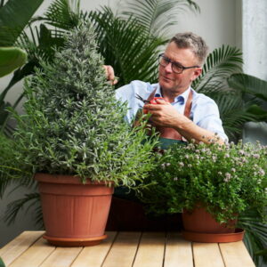 A növény a lakásban is visszajelez