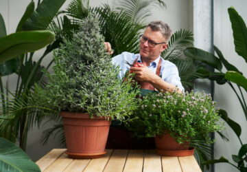 A növény a lakásban is visszajelez