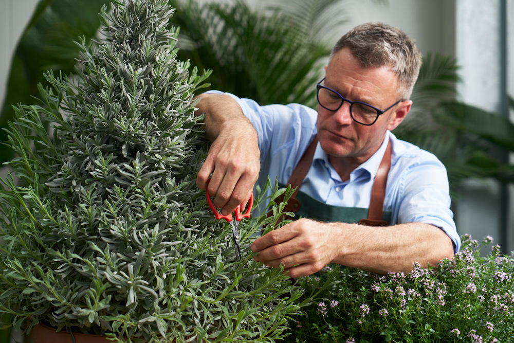 A növény a lakásban is visszajelez