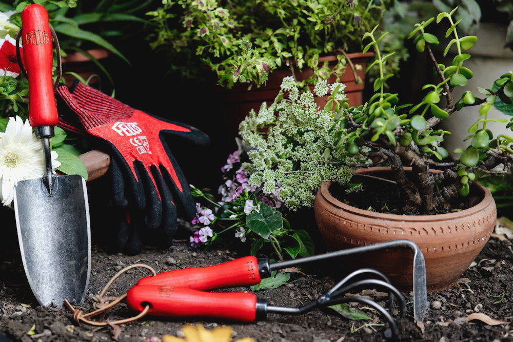 A növény a lakásban is visszajelez