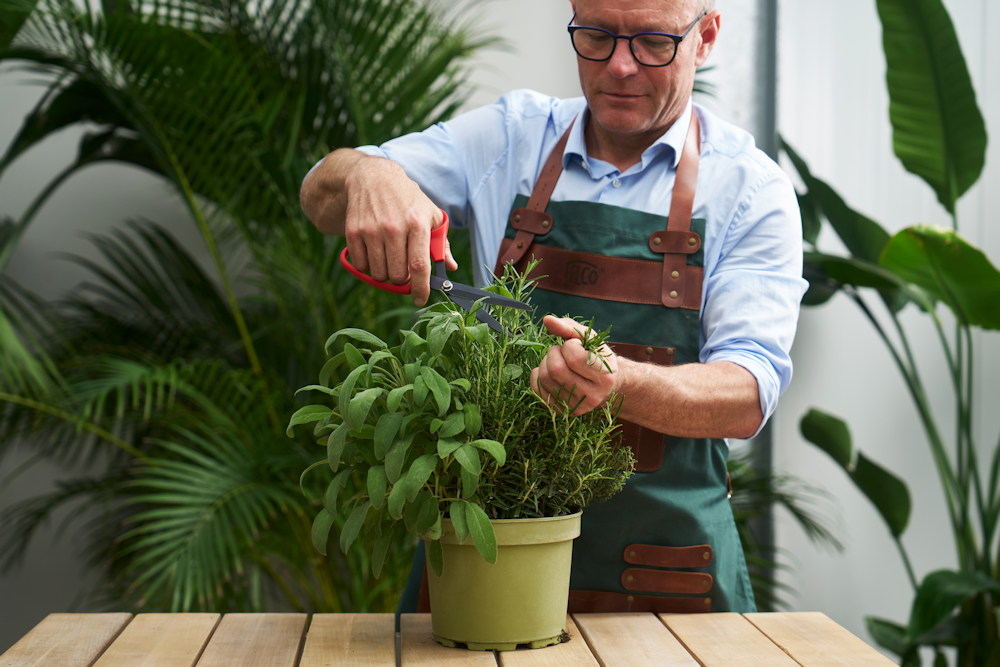 A növény a lakásban is visszajelez