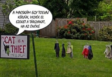 macska kleptomanias