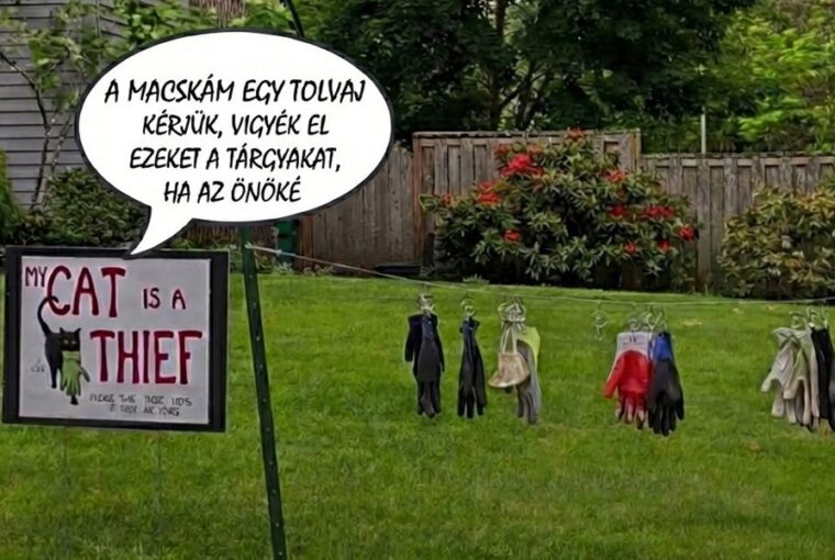 macska kleptomanias