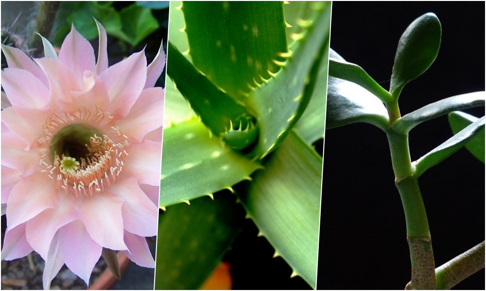 mennyi feny kell valojaban a szobanovenyeknek 1 mennyi feny kell valojaban a szobanovenyeknek 1