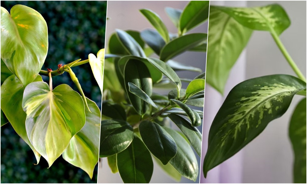 mennyi feny kell valojaban a szobanovenyeknek 2 mennyi feny kell valojaban a szobanovenyeknek 2